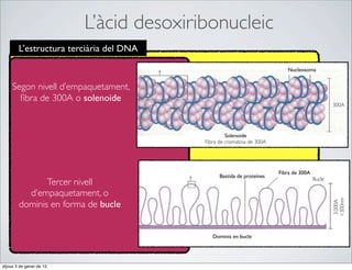 L’àcid desoxiribonucleic
        L’estructura terciària del DNA

                                                                         Nucleosoma


     Segon nivell d’empaquetament,
       ﬁbra de 300A o solenoide
                                                                                              300A




                                                  Solenoide
                                         Fibra de cromatina de 300A




                                                                      Fibra de 300A
                                               Bastida de proteïnes
                                                                                      Bucle
               Tercer nivell
          d’empaquetament, o




                                                                                              =300nm
        dominis en forma de bucle




                                                                                              3.000A
                                            Dominis en bucle




dijous 3 de gener de 13
 