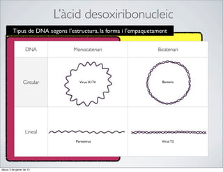 L’àcid desoxiribonucleic
         Tipus de DNA segons l’estructura, la forma i l’empaquetament


                   DNA          Monocatenari                     Bicatenari




                 Circular          Virus X174                      Bacteris




                   Lineal
                                 Parvovirus                        Virus T2




dijous 3 de gener de 13
 