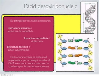 L’àcid desoxiribonucleic

                 Es distingeixen tres nivells estructurals

             Estructura primària o
            seqüència de nucleòtids

                               Estructura secundària o
                                     doble hèlix

           Estructura terciària o
            DNA superenrotllat

                L’estructura terciària es troba molt
             empaquetada per aconseguir encabir el
             DNA en el nucli, i encara més quan es
              condensa per formar les cromosomes


dijous 3 de gener de 13
 