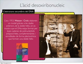 L’àcid desoxiribonucleic
      L’estructura secundària del DNA



        L’any 1953, Watson i Crick, elaboren
             un model gràcies a les dades
           anteriors, de la doble hèlix, on es
        mostra que el DNa estpa format per
            dues cadenes de polinucleòtids
           antiparal·leles, complementàries i
          enrotllades de forma plectonímica
             que formen una doble hèlix




dijous 3 de gener de 13
 