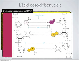 L’àcid desoxiribonucleic
      L’estructura secundària del DNA
                          Extrem 5’                                  Extrem 3’
                                              Enllaços d’hidrogen




                                                  2,9A




                                                              2,9A




                                 Extrem 3’                                   Extrem 5’

dijous 3 de gener de 13
 