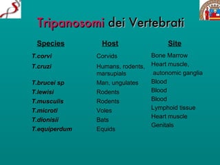 Tripanosomi  dei Vertebrati T.corvi   Corvids T.cruzi   Humans, rodents,    marsupials T.brucei sp Man, ungulates T.lewisi Rodents T.musculis Rodents T.microti Voles T.dionisii Bats T.equiperdum   Equids Bone Marrow Heart muscle, autonomic ganglia Blood Blood Blood Lymphoid tissue Heart muscle Genitals Species Host Site 