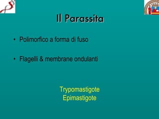 Il Parassita Polimorfico a forma di fuso Flagelli & membrane ondulanti Trypomastigote Epimastigote 