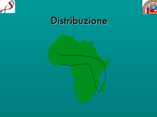 Distribuzione 
