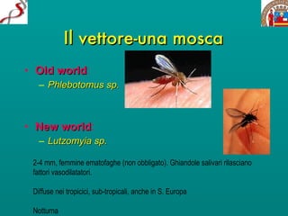 Il vettore-una mosca Old world : Phlebotomus sp. New world :   Lutzomyia sp. 2-4 mm, femmine ematofaghe (non obbligato). Ghiandole salivari rilasciano fattori vasodilatatori. Diffuse nei tropicici, sub-tropicali, anche in S. Europa Notturna 