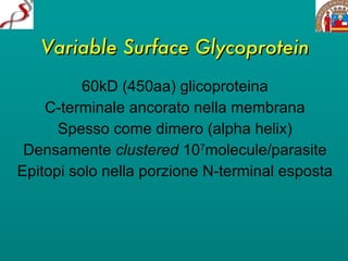 Variable Surface Glycoprotein 60kD (450aa) glicoproteina C-terminale ancorato nella membrana Spesso come dimero (alpha helix) Densamente  clustered  10 7 molecule/parasite Epitopi solo nella porzione N-terminal esposta 