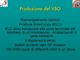 Produzione del VSG Riarrangiamento Genico Produce  linked copy  (ELC) ELC sono transposte alla zona terminale del telomero di un cromosoma - rimpiazzando il gene esistente Il  displaced  è perso Switch avviene ogni 10 6  divisioni 100-1000 copie di differenti VSG in un clone 