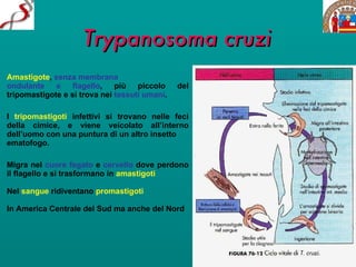 Trypanosoma cruzi Amastigote ,  senza   membrana  ondulante e flagello , più piccolo del tripomastigote e si trova nei  tessuti umani .  I  tripomastigoti  infettivi si trovano nelle feci della cimice, e viene veicolato all’interno dell’uomo con una puntura di un altro insetto ematofogo.  Migra nel  cuore fegato  e  cervello  dove perdono il flagello e si trasformano in  amastigoti Nel   sangue   ridiventano   promastigoti In America Centrale del Sud ma anche del Nord 