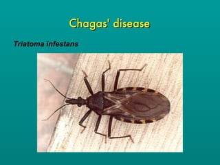 Chagas' disease Triatoma infestans 
