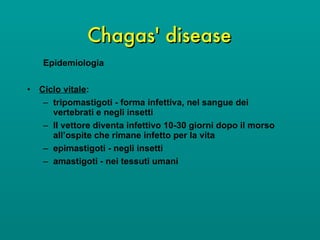 Chagas' disease Epidemiologia Ciclo vitale : tripomastigoti - forma infettiva, nel sangue dei vertebrati e negli insetti Il vettore diventa infettivo 10-30 giorni dopo il morso all’ospite che rimane infetto per la vita epimastigoti - negli insetti amastigoti - nei tessuti umani 