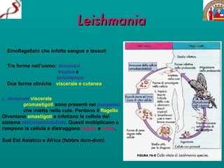 Leishmania Emoflagellato che infetta sangue e tessuti Tre forme nell’uomo:  donovani   tropica  e    braziliensis Due forme cliniche   :  viscerale e cutanea L.   donovani  viscerale   promastigoti   sono presenti nei  pappataci che inietta nella cute. Perdono il  flagello Diventano  amastigoti  e infettano le cellule del  sistema  reticoloendoteliale . Questi moltiplicano e rompono la cellula e distruggono  fegato  e  milza . Sud Est Asiatico e Africa (febbre dum-dum) 