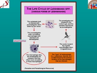 amastigotes 