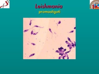 Leishmania   promastigoti 