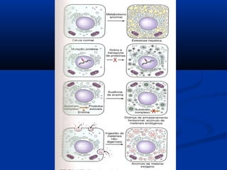 2 lesao reversível e necrose