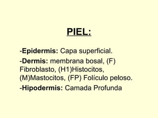 PIEL:
-Epidermis: Capa superficial.
-Dermis: membrana bosal, (F)
Fibroblasto, (H1)Histocitos,
(M)Mastocitos, (FP) Folículo peloso.
-Hipodermis: Camada Profunda
 