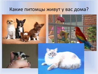 Какие питомцы живут у вас дома?




           Воронцова Н.С. 2011-2012
 