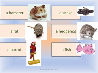 a hamster                              a snake



  a rat                         a hedgehog



a parrot                                a fish



            Воронцова Н.С. 2011-2012
 