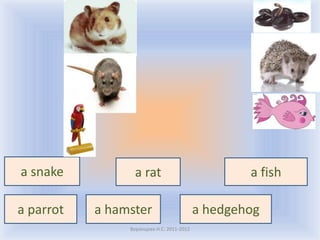 a snake          a rat                             a fish

a parrot   a hamster                       a hedgehog
                Воронцова Н.С. 2011-2012
 