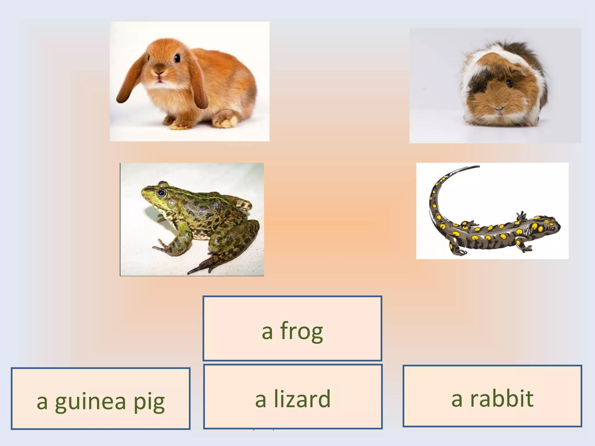 Воронцова Н.С. 2011-2012 a frog a lizard a guinea pig a rabbit 