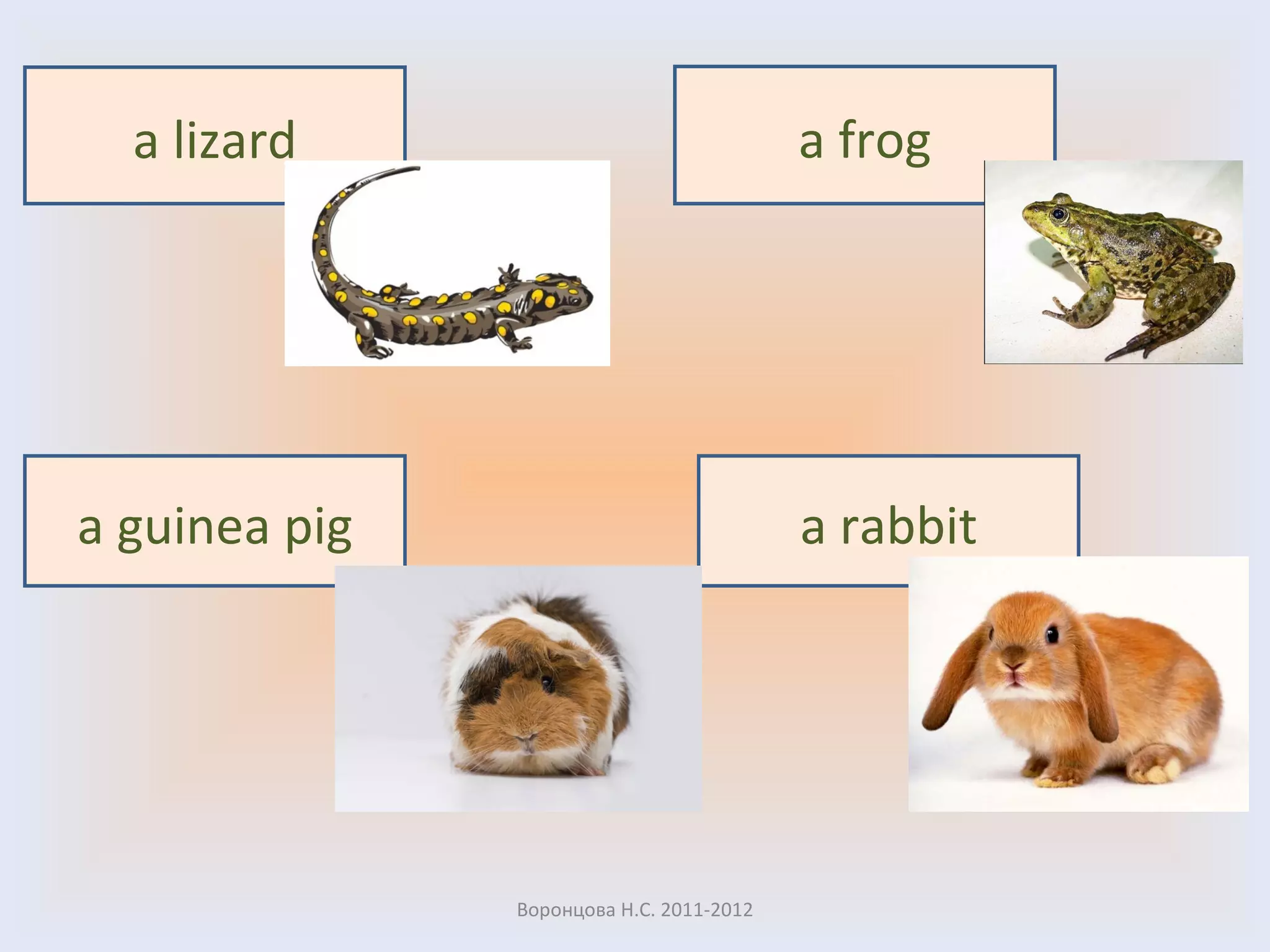Воронцова Н.С. 2011-2012 a frog a lizard a guinea pig a rabbit 