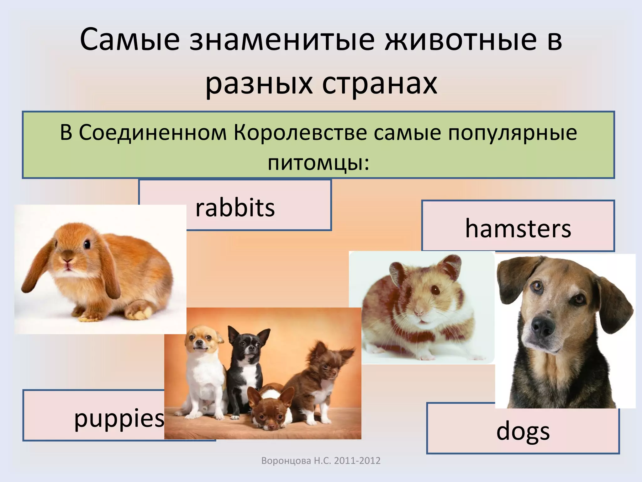 Самые знаменитые животные в разных странах Воронцова Н.С. 2011-2012 В Соединенном Королевстве самые популярные питомцы : rabbits hamsters puppies dogs 