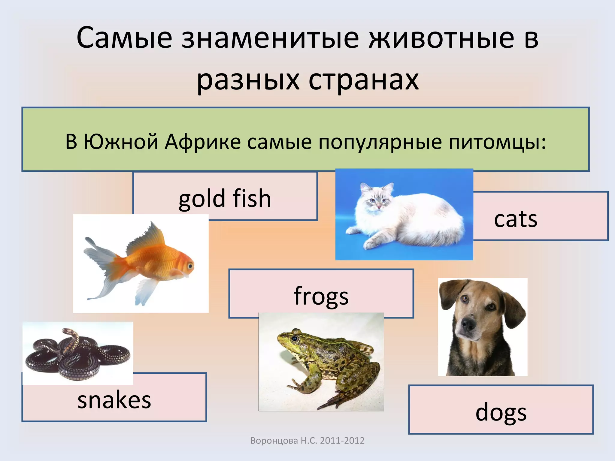 Самые знаменитые животные в разных странах Воронцова Н.С. 2011-2012 В Южной Африке самые популярные питомцы : gold fish cats snakes dogs frogs 