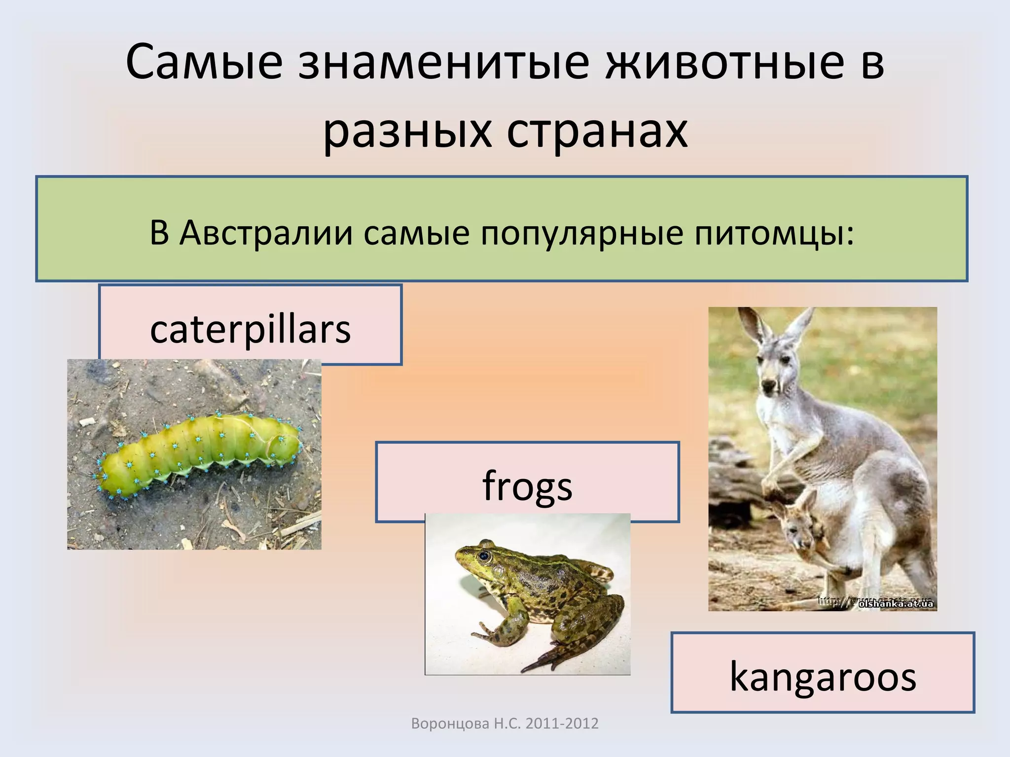 Самые знаменитые животные в разных странах Воронцова Н.С. 2011-2012 В Австралии самые популярные питомцы : caterpillars kangaroos frogs 
