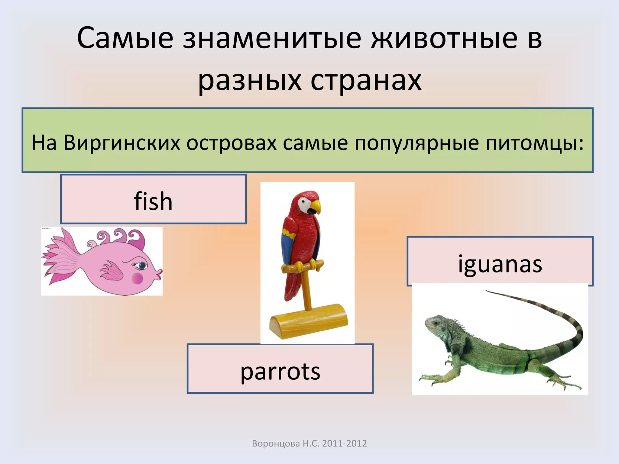 Самые знаменитые животные в разных странах Воронцова Н.С. 2011-2012 На Виргинских островах самые популярные питомцы : fish iguanas parrots 
