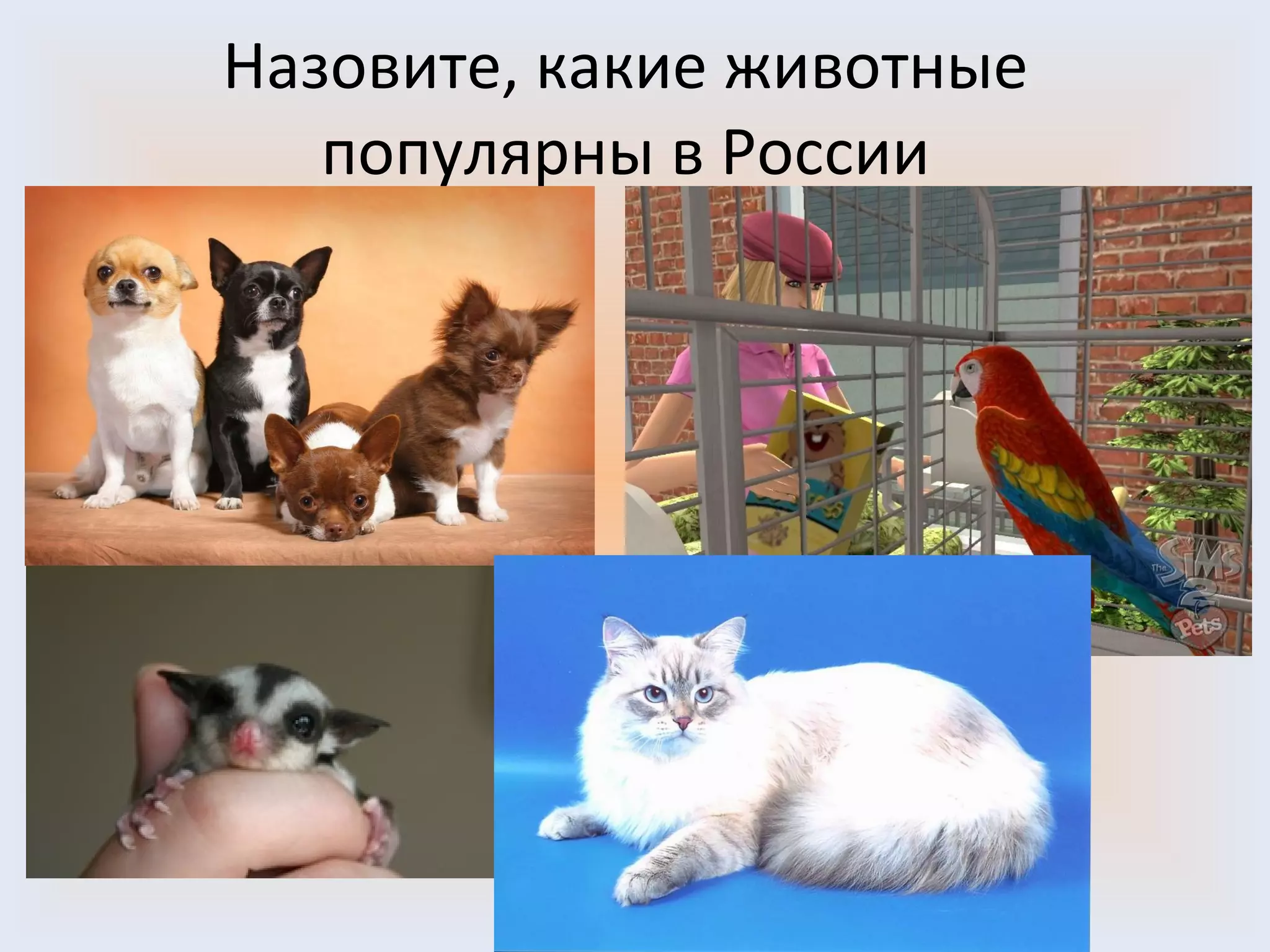 Назовите, какие животные популярны в России Воронцова Н.С. 2011-2012 