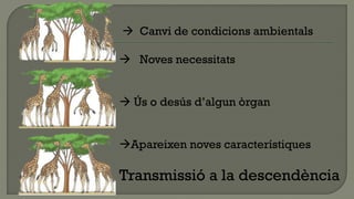  Canvi de condicions ambientals

 Noves necessitats


 Ús o desús d’algun òrgan


Apareixen noves característiques

Transmissió a la descendència
 