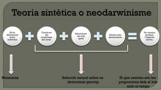 Hi ha      Canvis en                                                       De manera
                                    Sobreviuen
  diferències       les                                  Deixen més               gradual,
                                      els més
     entre      condicions                               descendents             l’espècie
                                       aptes
   individus     del medi.                                                         canvia.




Mutacions                    Selecció natural sobre un           El que canvien són les
                                determinat genotip               proporcions dels al·lels
                                                                      amb el temps
 