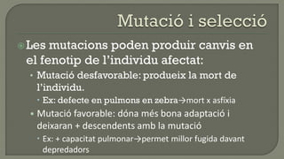  Les mutacions poden produir canvis en
 el fenotip de l’individu afectat:
  • Mutació desfavorable: produeix la mort de
   l’individu.
    Ex: defecte en pulmons en zebra→mort x asfíxia
  • Mutació favorable: dóna més bona adaptació i
   deixaran + descendents amb la mutació
    Ex: + capacitat pulmonar→permet millor fugida davant
     depredadors
 