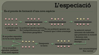     És el procés de formació d’una nova espècie




     1 població amb La població queda separada
                                               En una població apareix una
        1 espècie   En 2 subpoblacions per una                                La selecció natural
                                              mutació que li dóna avantatge
                        Estructura geogràfica                                 afavoreix els individus
                                                                              que presenten la mutació
    Si es poden reproduir                                                     i deixaran més
    no hi ha nova espècie                                                     descendència de
                                                                              fenotips
                                         Desapareix
                                          la barra
   Si no es poden                                                                  Les característiques
reproduir, parlarem                                                                    Han canviat
 d’una nova espècie
 
