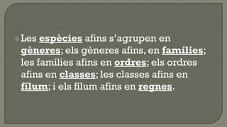  Les espècies afins s’agrupen en
 gèneres; els gèneres afins, en famílies;
 les famílies afins en ordres; els ordres
 afins en classes; les classes afins en
 fílum; i els fílum afins en regnes.
 