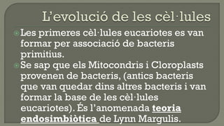  Les primeres cèl·lules eucariotes es van
  formar per associació de bacteris
  primitius.
 Se sap que els Mitocondris i Cloroplasts
  provenen de bacteris, (antics bacteris
  que van quedar dins altres bacteris i van
  formar la base de les cèl·lules
  eucariotes). És l’anomenada teoria
  endosimbiòtica de Lynn Margulis.
 