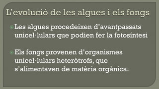  Lesalgues procedeixen d’avantpassats
 unicel·lulars que podien fer la fotosíntesi

 Elsfongs provenen d’organismes
 unicel·lulars heteròtrofs, que
 s’alimentaven de matèria orgànica.
 
