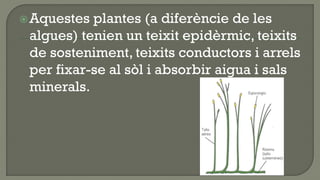  Aquestes plantes (a diferèncie de les
 algues) tenien un teixit epidèrmic, teixits
 de sosteniment, teixits conductors i arrels
 per fixar-se al sòl i absorbir aigua i sals
 minerals.
 