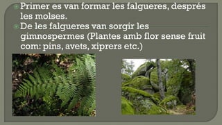  Primer  es van formar les falgueres, després
  les molses.
 De les falgueres van sorgir les
  gimnospermes (Plantes amb flor sense fruit
  com: pins, avets, xiprers etc.)
 