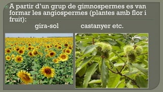 A partir d’un grup de gimnospermes es van
 formar les angiospermes (plantes amb flor i
 fruit):
          gira-sol      castanyer etc.
 
