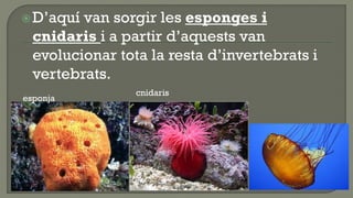  D’aquí van sorgir les esponges i
  cnidaris i a partir d’aquests van
  evolucionar tota la resta d’invertebrats i
  vertebrats.
                 cnidaris
esponja
 