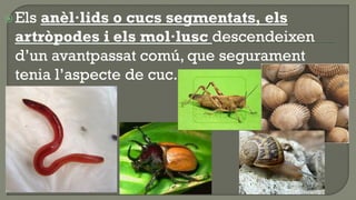  Elsanèl·lids o cucs segmentats, els
 artròpodes i els mol·lusc descendeixen
 d’un avantpassat comú, que segurament
 tenia l’aspecte de cuc.
 