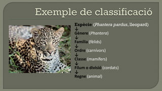 Espècie (Phantera pardus, lleopard)
↓
Gènere (Phantera)
↓
Família (fèlids)
↓
Ordre (carnívors)
↓
Classe (mamífers)
↓
Fílum o divisió (cordats)
↓
Regne (animal)
 