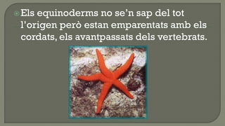  Elsequinoderms no se’n sap del tot
 l’origen però estan emparentats amb els
 cordats, els avantpassats dels vertebrats.
 