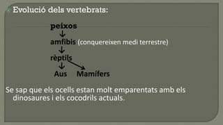    Evolució dels vertebrats:
             peixos
               ↓
             amfibis (conquereixen medi terrestre)
               ↓
             rèptils
               ↓
              Aus Mamífers
Se sap que els ocells estan molt emparentats amb els
  dinosaures i els cocodrils actuals.
 