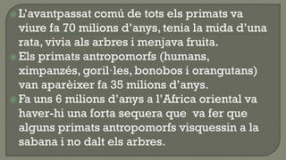  L’avantpassat   comú de tots els primats va
  viure fa 70 milions d’anys, tenia la mida d’una
  rata, vivia als arbres i menjava fruita.
 Els primats antropomorfs (humans,
  ximpanzés, goril·les, bonobos i orangutans)
  van aparèixer fa 35 milions d’anys.
 Fa uns 6 milions d’anys a l’Africa oriental va
  haver-hi una forta sequera que va fer que
  alguns primats antropomorfs visquessin a la
  sabana i no dalt els arbres.
 