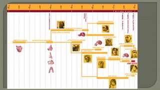 2 levolucidelsssersvius berta