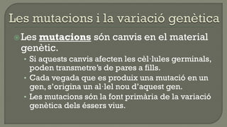 Les
    mutacions són canvis en el material
 genètic.
  • Si aquests canvis afecten les cèl·lules germinals,
    poden transmetre’s de pares a fills.
  • Cada vegada que es produix una mutació en un
    gen, s’origina un al·lel nou d’aquest gen.
  • Les mutacions són la font primària de la variació
    genètica dels éssers vius.
 