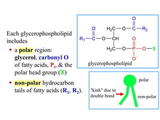 polar
non-polar
"kink" due to
double bond
O P O
O
O
H2C
CH
H2C
O
C
R1
O O C
O
R2
X
glycerophospholipid
Each glycerophospholipid
includes
 a polar region:
glycerol, carbonyl O
of fatty acids, Pi, & the
polar head group (X)
 non-polar hydrocarbon
tails of fatty acids (R1, R2).
 