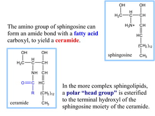 In the more complex sphingolipids,
a polar “head group" is esterified
to the terminal hydroxyl of the
sphingosine moiety of the ceramide.
H2C
H
C
OH
CH
N+ CH
C
CH2
CH3
H
H3
OH
( )12
sphingosine
H2C
H
C
OH
CH
NH CH
C
CH2
CH3
H
OH
( )12
C
R
O
ceramide
The amino group of sphingosine can
form an amide bond with a fatty acid
carboxyl, to yield a ceramide.
 