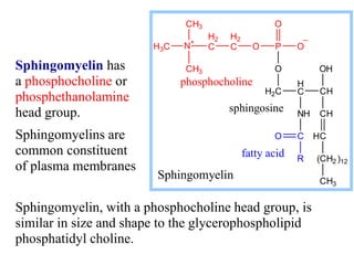 Sphingomyelin, with a phosphocholine head group, is
similar in size and shape to the glycerophospholipid
phosphatidyl choline.
Sphingomyelin has
a phosphocholine or
phosphethanolamine
head group.
Sphingomyelins are
common constituent
of plasma membranes
H2C
H
C
O
CH
NH CH
C
CH2
CH3
H
OH
( )12
C
R
O
P
O O
O
H2
C
H2
C
N
+
CH3
H3C
CH3
Sphingomyelin
phosphocholine
sphingosine
fatty acid

 